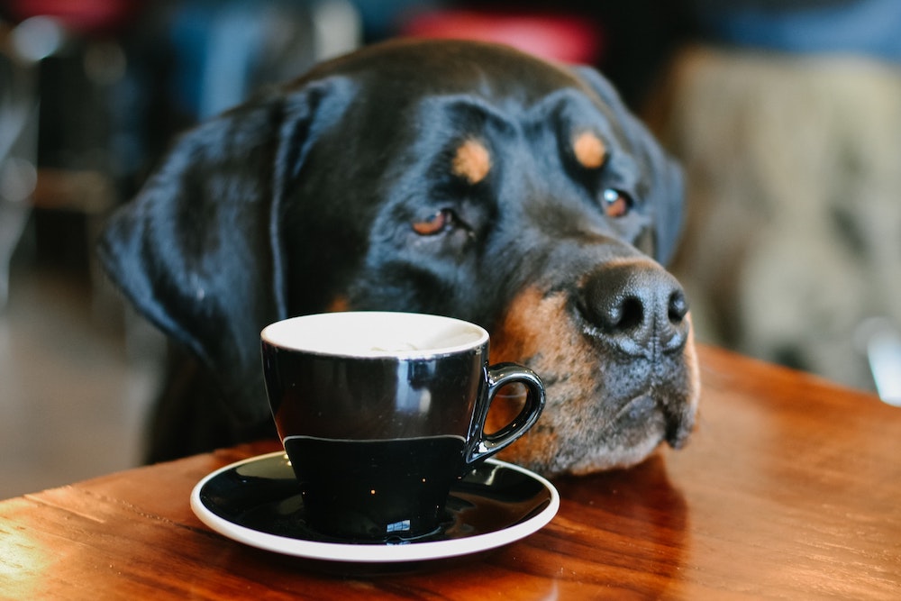 如果您的猫或狗喝咖啡怎么办