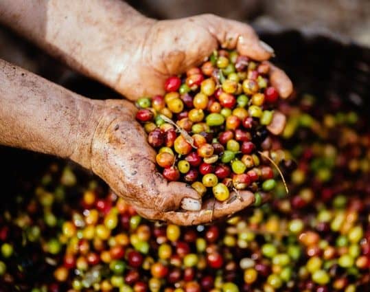 公平贸易咖啡豆