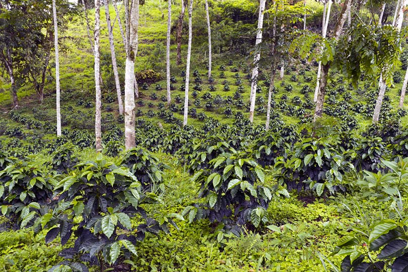 在厄瓜多尔的西部山坡的阴影种植有机咖啡种植园的咖啡灌木