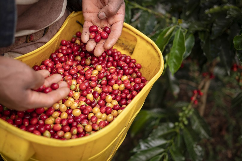 农民收获咖啡浆果